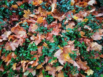 Full frame shot of dry autumn leaves