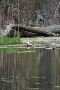 High angle view of gray heron perching on lake