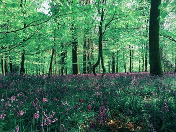 View of trees in forest