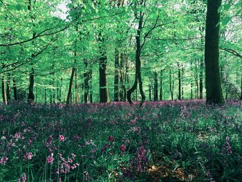 View of trees in forest