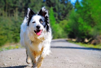 Portrait of dog running on road