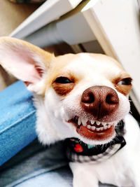 Smiling chihuahua 