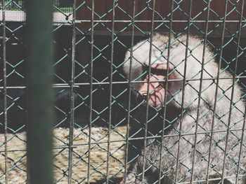Man seen through chainlink fence