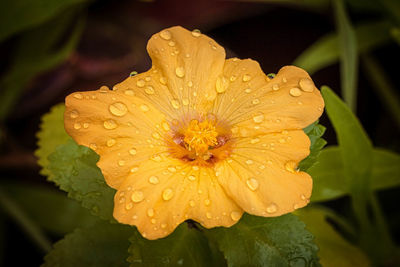 Close-up of water drops on yellow flower