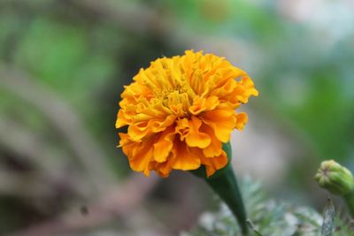 Close-up of yellow flower blooming outdoors