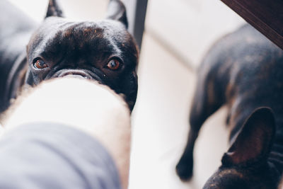 Close-up portrait of dog