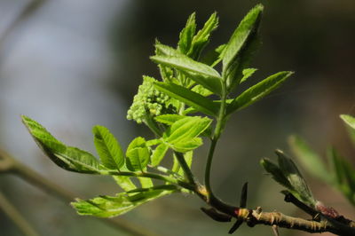 Close-up of fresh green leaves