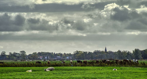 Sheep grazing in a field