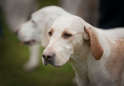 Close-up of dog outdoors