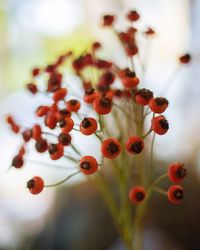 Close-up of red berries on plant