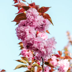 Close-up of pink cherry blossoms in spring against sky