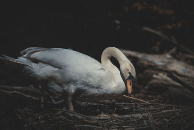 Close-up of swan perching on a field