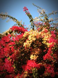 Low angle view of flower tree