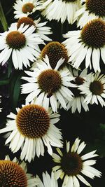 Close-up of coneflowers blooming outdoors