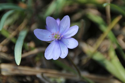 Close-up of purple flowering plant