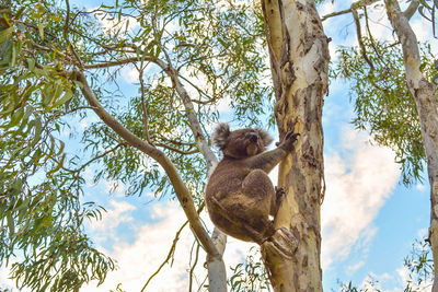 Low angle view of koala sitting on tree trunk against sky