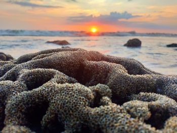 Close-up of sea shore during sunset