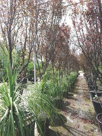 Footpath amidst plants and trees in forest