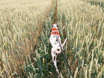 Walking with a dog through plants growing on field 