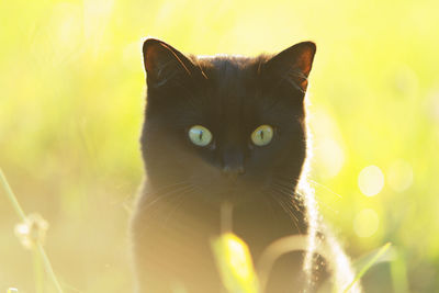 Close-up of yellow cat