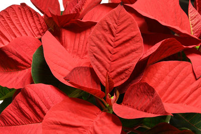 Full frame shot of red flowering plant