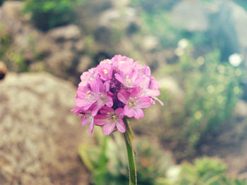 Close-up of pink flowers against blurred background