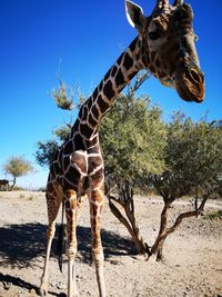 View of giraffe on land against sky