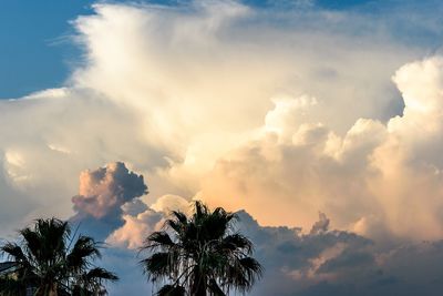 Low angle view of silhouette palm trees against sky