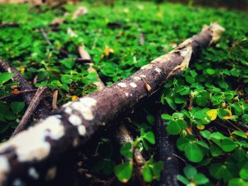 High angle view of tree trunk on field