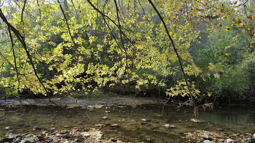 Scenic view of river in forest