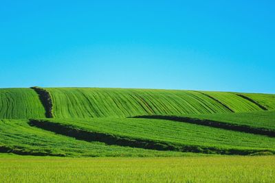 Scenic view of agricultural field against clear blue sky