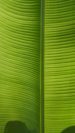 Full frame shot of green leaves