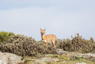 Lone ethiopian wolf