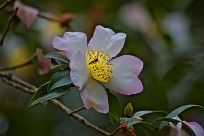 Close-up of pink flower