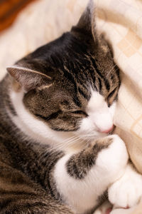 Close-up of cat sleeping