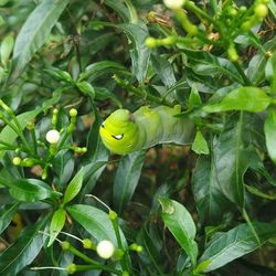 Close-up of tree