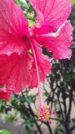 Close-up of pink flower