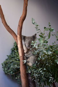 Close-up of koala sitting on plant