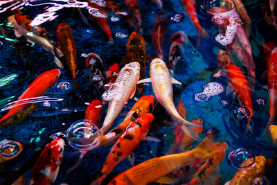 Close-up of fish swimming in sea