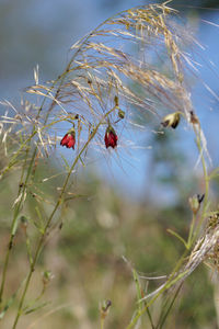 Close-up of red berries on plant