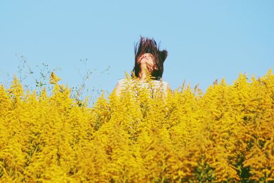 Close-up of yellow flowering plants against clear sky