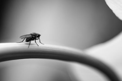 Close-up of housefly on metal