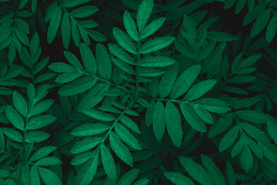 Full frame shot of green leaves