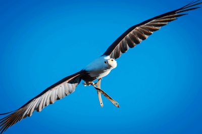 Low angle view of eagle flying against clear blue sky