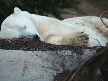 Close-up of white dog