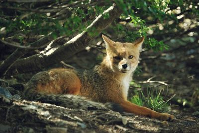 Portrait of fox relaxing on field in forest