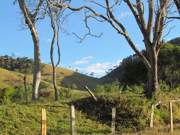 Trees on landscape against blue sky