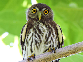 Close-up portrait of owl perching outdoors