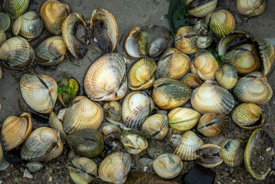 Full frame shot of seashells on the beach