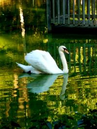 Swan swimming in lake